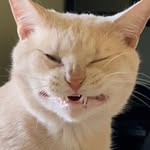 pleasantlyplumper profile picture