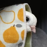 plumthepigeon profile picture
