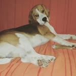 pluto_beagle profile picture