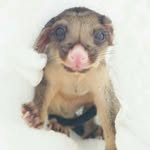 pockets_full_of_possums profile picture