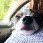 pocketsthepuppers profile picture