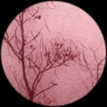 pockyell profile picture