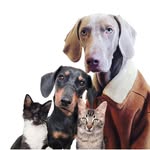 podarroz_weimaraner profile picture