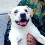 pohthedogsbigadventure profile picture