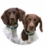 pointerpawprints profile picture
