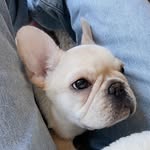 poisforpotato profile picture