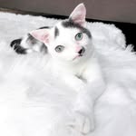 pokeecat profile picture