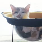poker_meow profile picture
