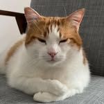 poldo.gattone profile picture