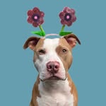 polothepittie profile picture