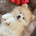 polothepompom profile picture