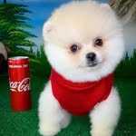 pom.chivas profile picture
