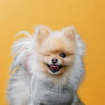 pompomcharlie profile picture