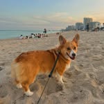 ponchothepembrokecorgi profile picture