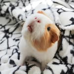 ponyopigletofthesea profile picture