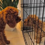 poodles_gucci.n.nike profile picture