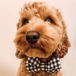 poodlesig profile picture