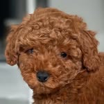 poodletoycoffee profile picture