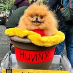 pookahthepom profile picture