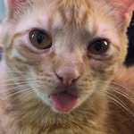pookie.pierre profile picture