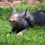 poplarspringsanctuary profile picture