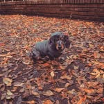 poppollon profile picture