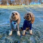 poppyandteddy_ profile picture