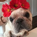 poppystrong_ profile picture
