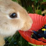 poppythebunny profile picture
