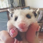 poppythepossum profile picture