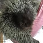 porcupinemaude profile picture