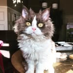 porg_and_appa_the_glass_kitten profile picture
