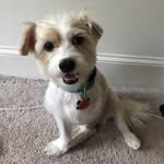 porkchopthetripawd profile picture