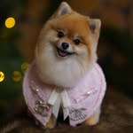 porsha_pom_star profile picture