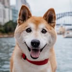 portraitsofapet profile picture