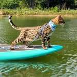 poseidon_purrfectadventures profile picture