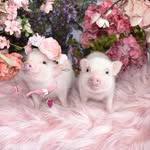 poshlittleoinklets profile picture