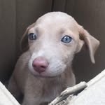 positively_paws profile picture