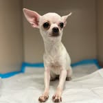 positivetails profile picture