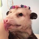 possum_protector profile picture