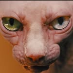 poyenchenz profile picture