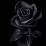 pr.iyu2865 profile picture