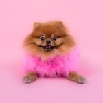 pradapompom profile picture