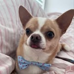 pradaypaquito profile picture