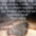 pradeep.chxauras8a.102361 profile picture