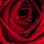 pradeepgond.402 profile picture