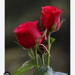 pradip888888888 profile picture