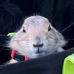 prairiedogpack profile picture