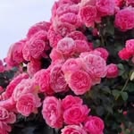 prakashyoga928 profile picture
