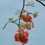 pranya_prajeesh profile picture